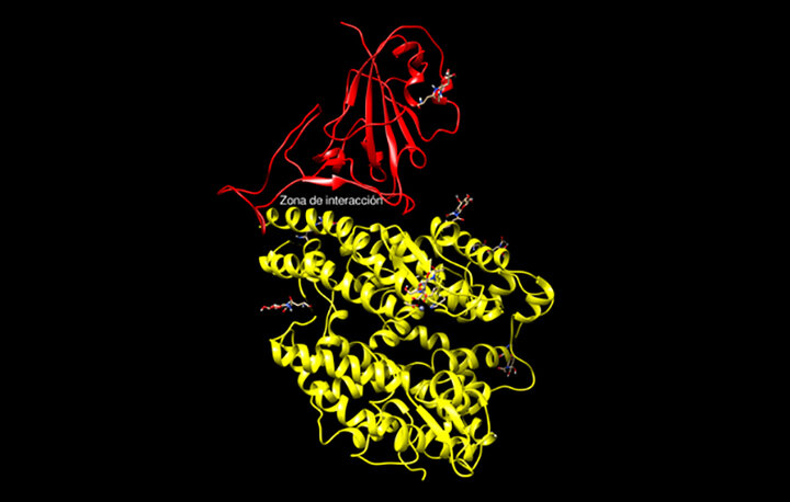 Investigadores de la Universidad de Jaén buscan medicamentos contra el Covid-19 Jaén24h