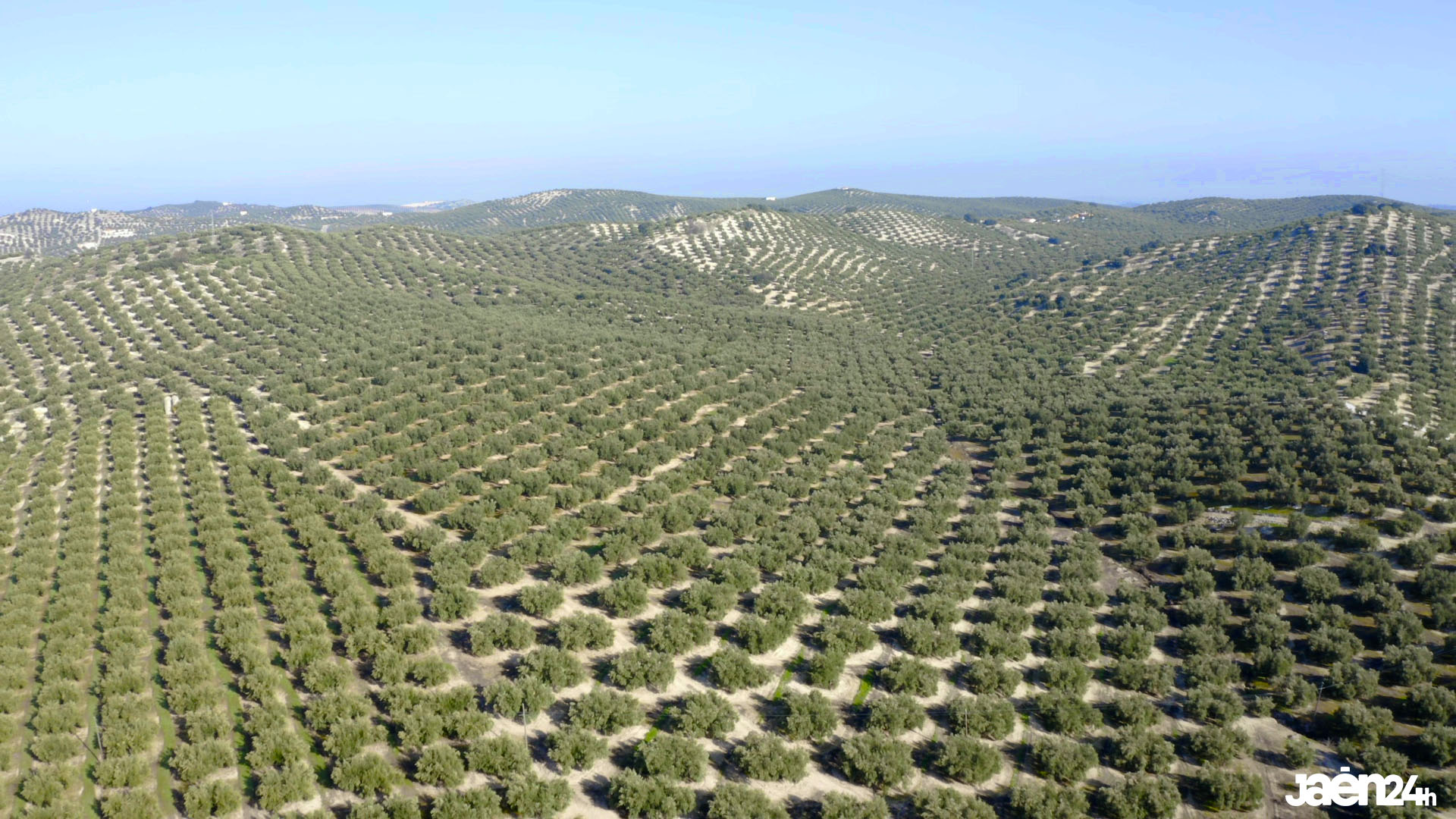 olivar patrimonio mundial unesco jaen24h