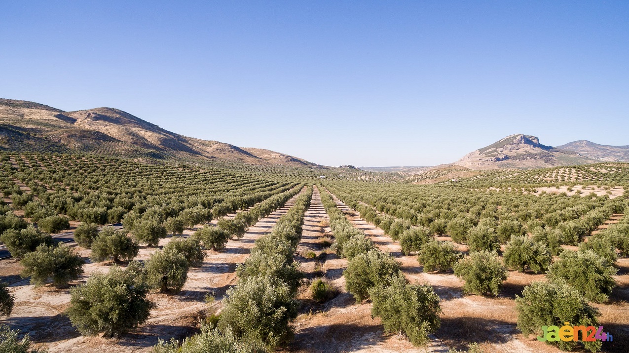 Olivar Jaén Jaén24h