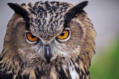  Andújar y los buhos del mundo