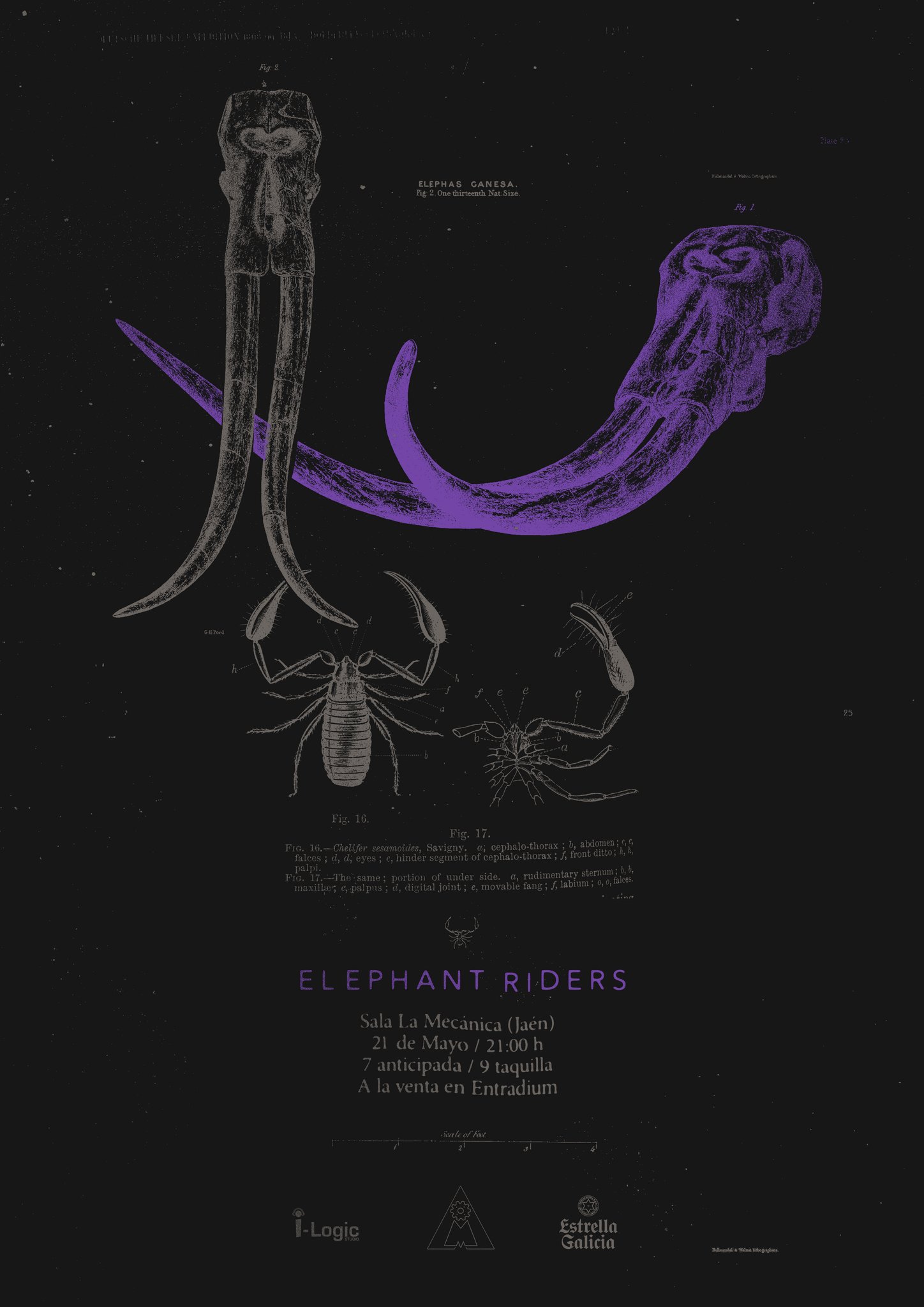 Concierto. Elephant Riders jaen24h