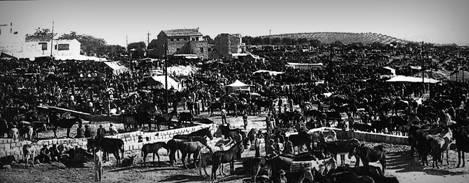 feria del ganado jaen24h 