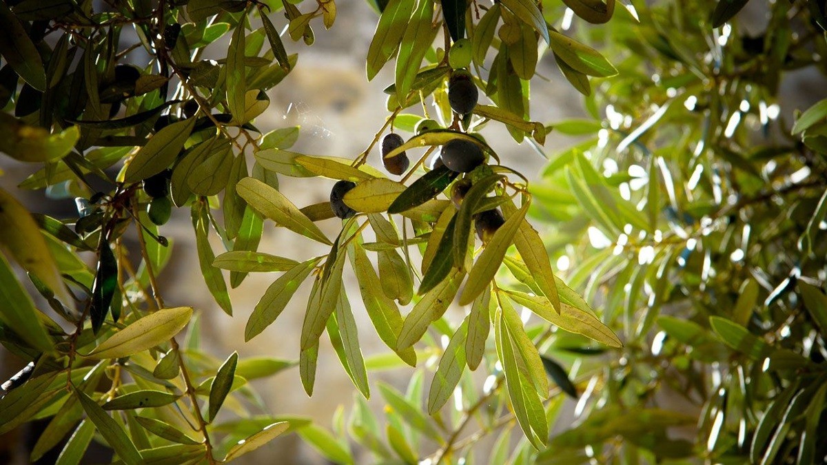 fiesta de la aceituna