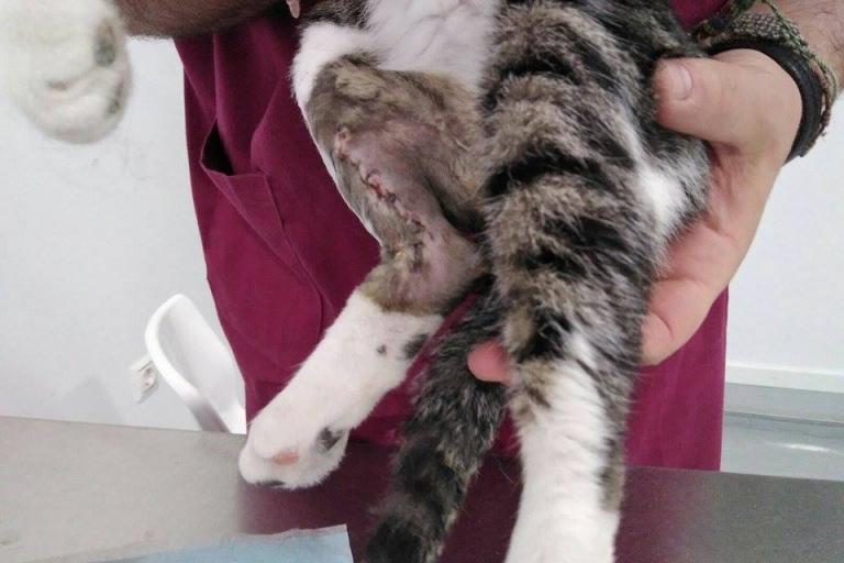 Abyda perrera jaen24h