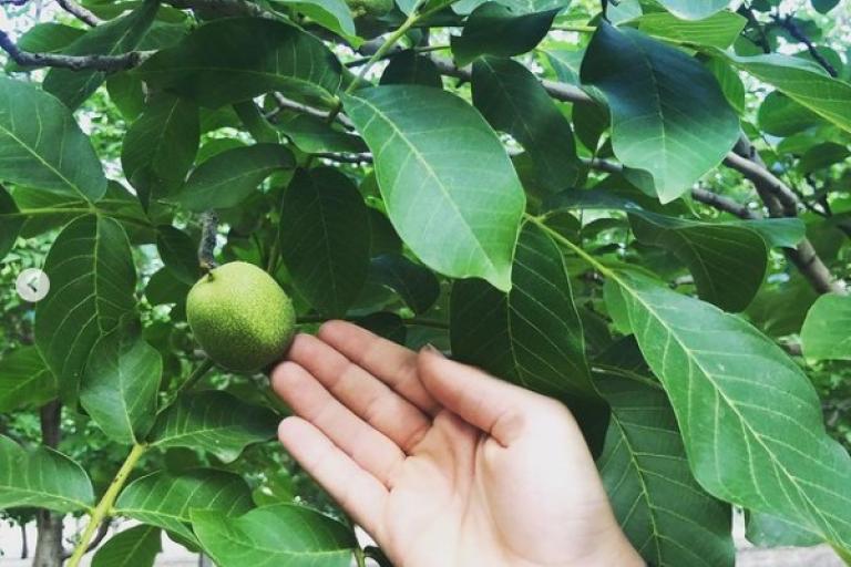 Nueces orgánicas la Canenera Jaén24h
